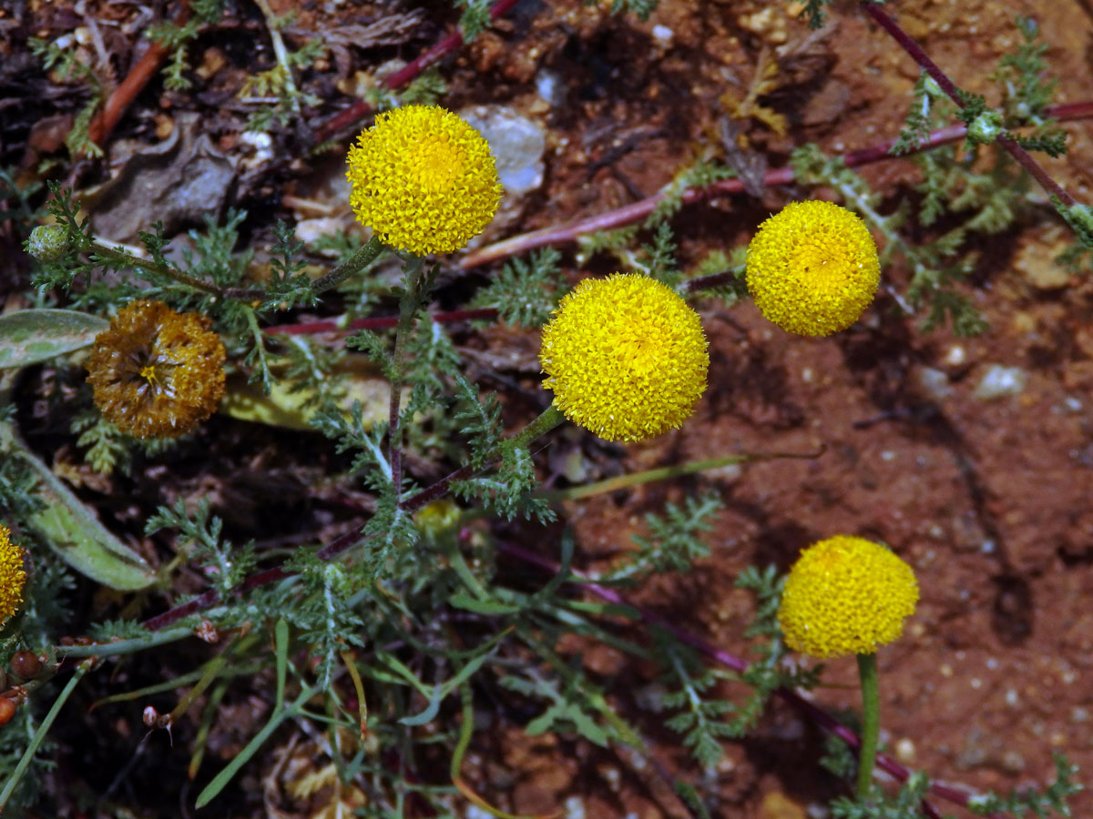 Mechovec (Cotula anthemoides L.)