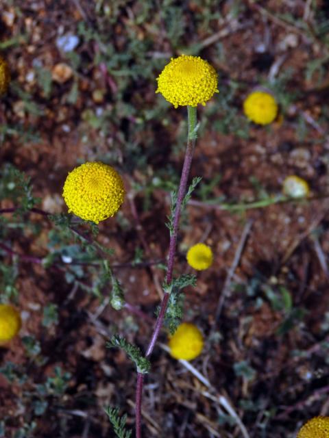 Mechovec (Cotula anthemoides L.)