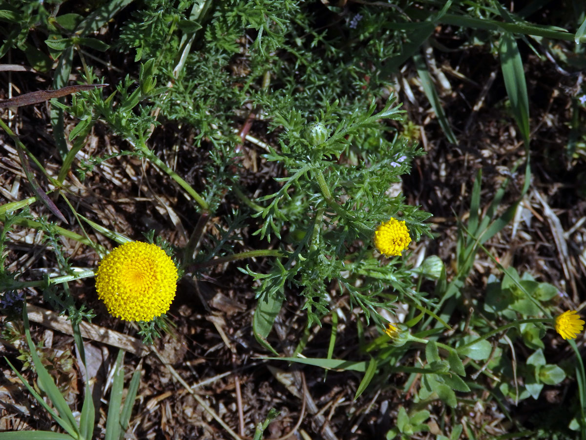 Mechovec (Cotula anthemoides L.)