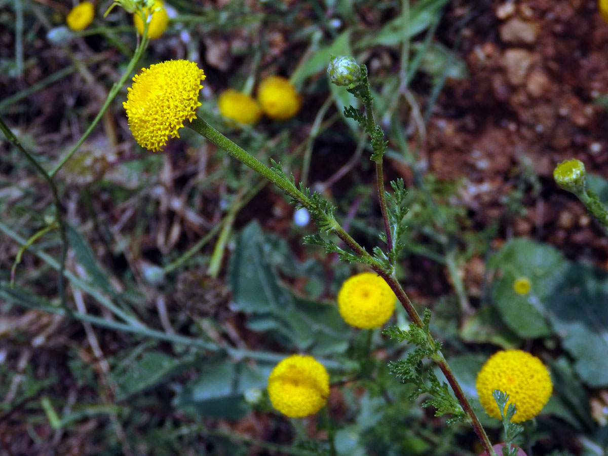 Mechovec (Cotula anthemoides L.)