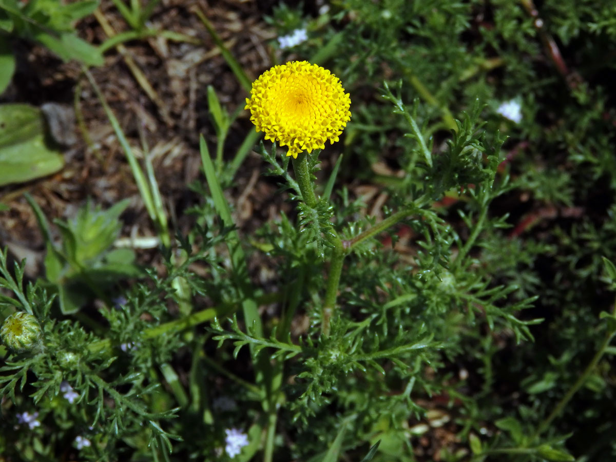 Mechovec (Cotula anthemoides L.)