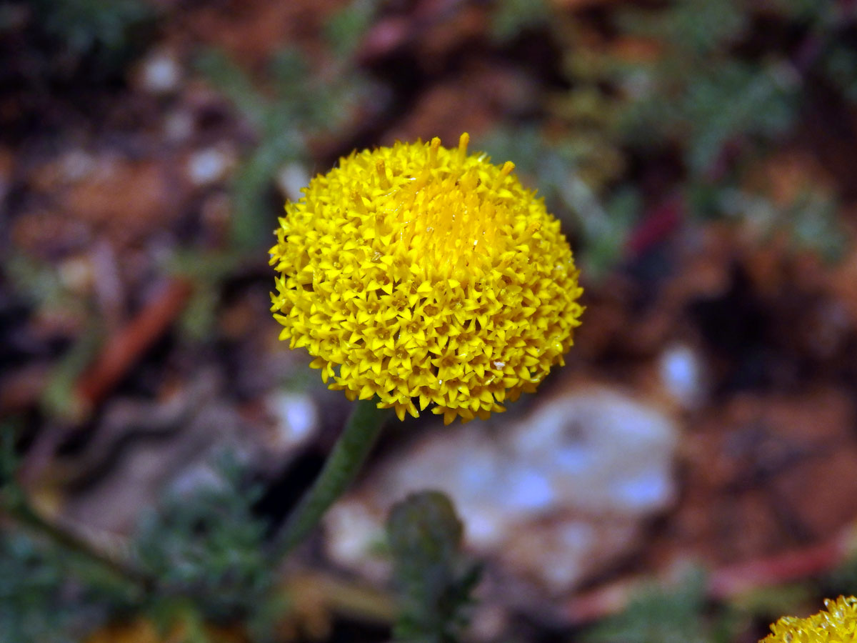 Mechovec (Cotula anthemoides L.)