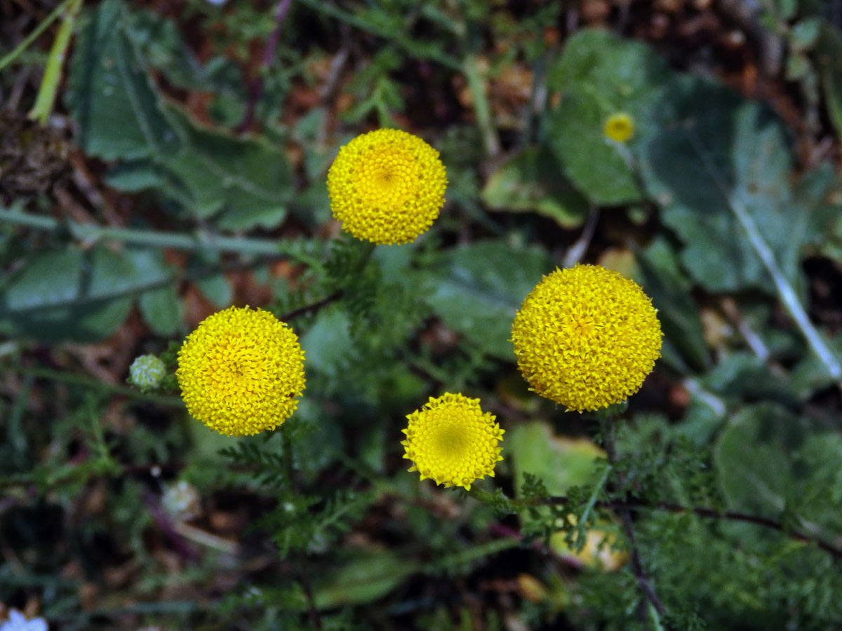 Mechovec (Cotula anthemoides L.)