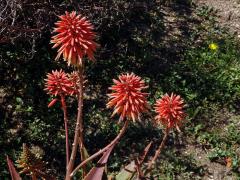 Aloe (Aloe x delaetii)