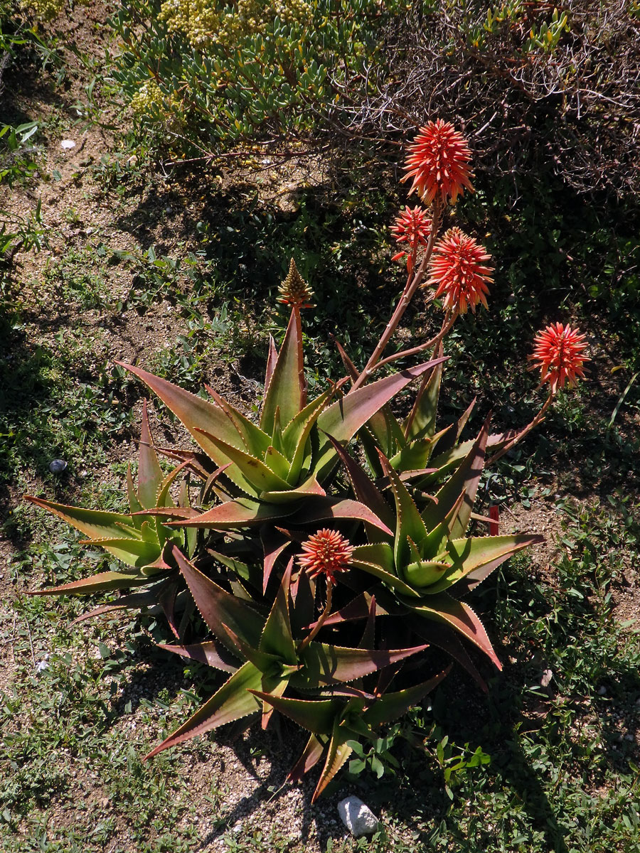 Aloe (Aloe x delaetii)