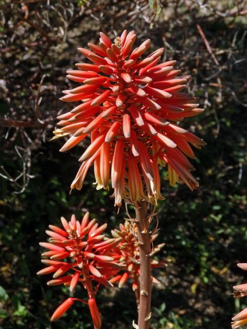 Aloe (Aloe x delaetii)