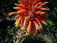 Aloe (Aloe x delaetii)