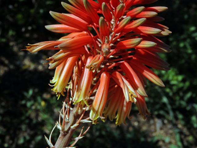 Aloe (Aloe x delaetii)