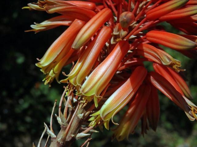 Aloe (Aloe x delaetii)