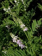 Jestřabina lékařská (Galega officinalis L.)