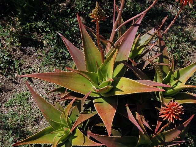 Aloe (Aloe x delaetii)