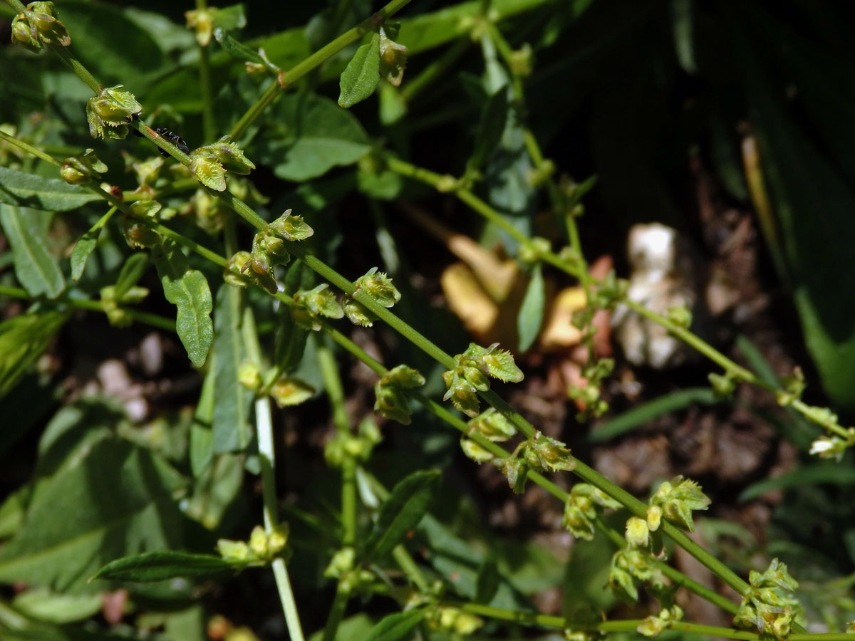 Šťovík (Rumex pulcher L.)