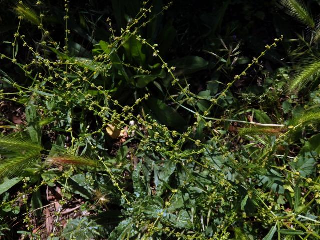 Šťovík (Rumex pulcher L.)