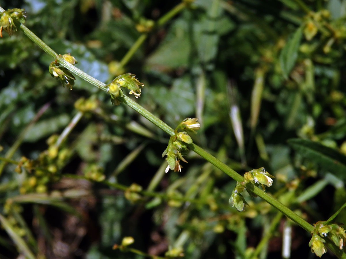 Šťovík (Rumex pulcher L.)