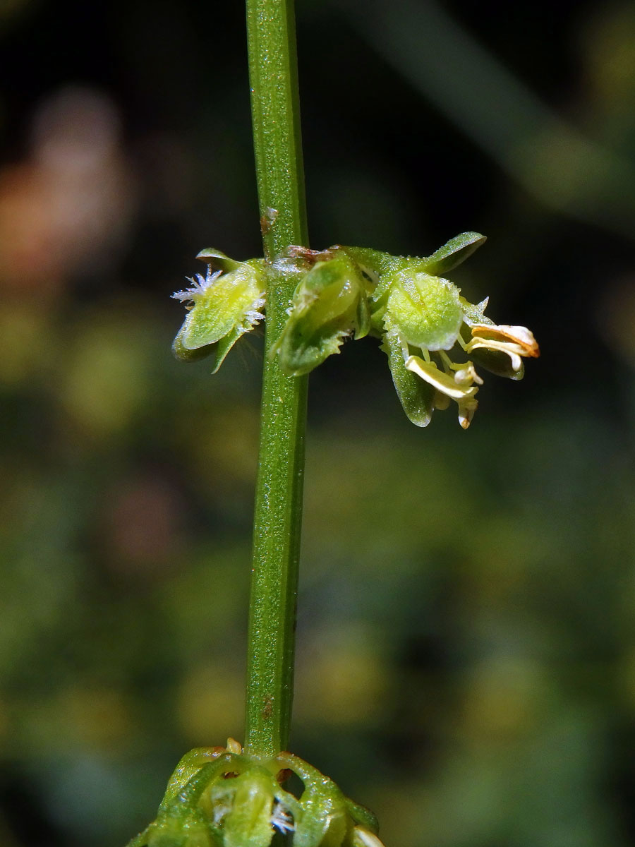 Šťovík (Rumex pulcher L.)