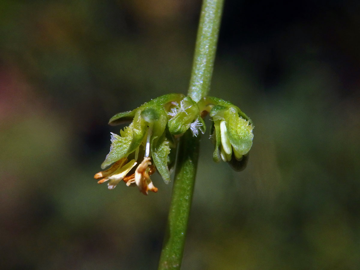 Šťovík (Rumex pulcher L.)