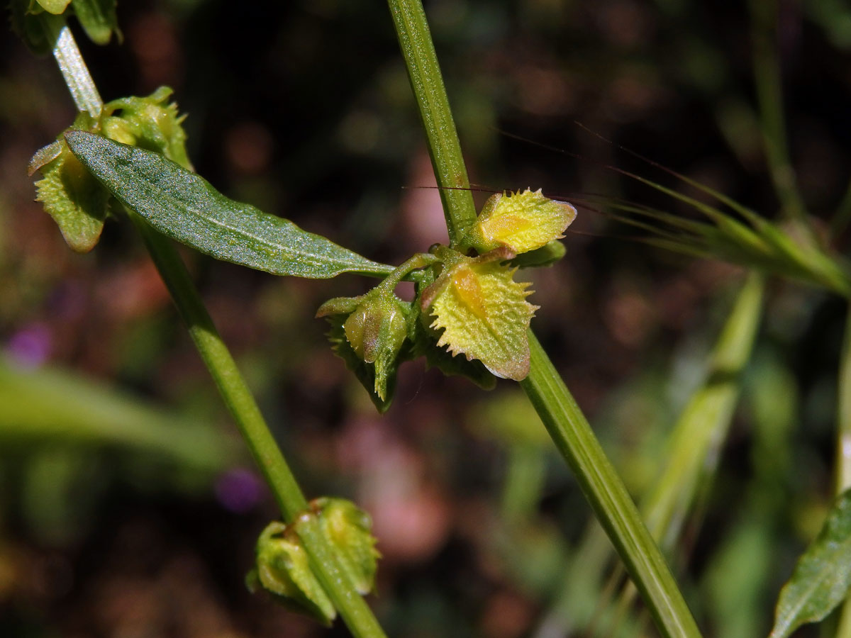 Šťovík (Rumex pulcher L.)