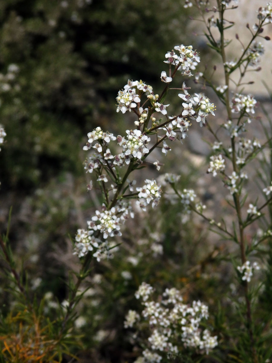 Řeřicha (Lepidium subulatum L.)