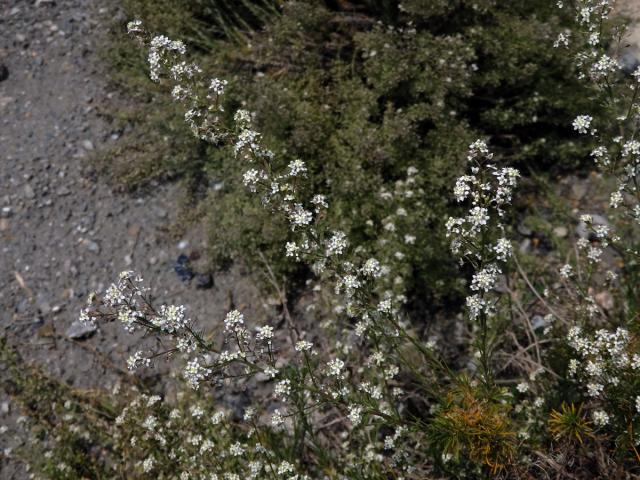 Řeřicha (Lepidium subulatum L.)
