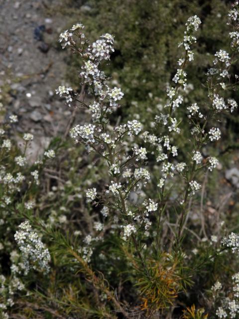 Řeřicha (Lepidium subulatum L.)