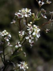 Řeřicha (Lepidium subulatum L.)