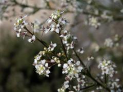 Řeřicha (Lepidium subulatum L.)