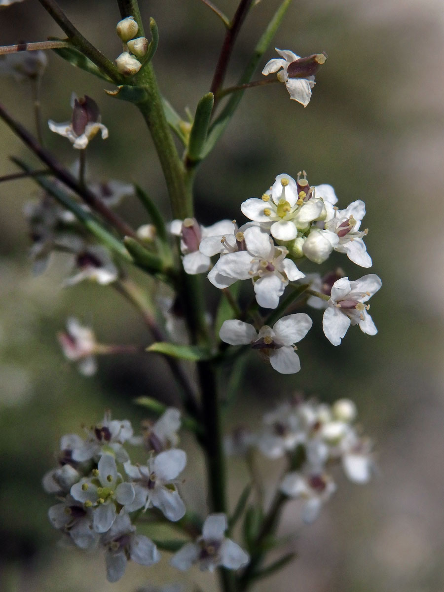 Řeřicha (Lepidium subulatum L.)