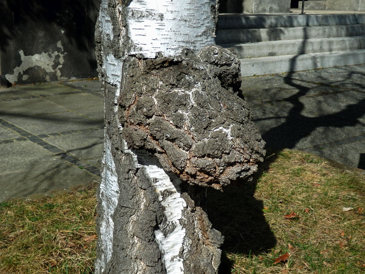 Nádor na bříze bělokoré (Betula pendula Roth) (2b)