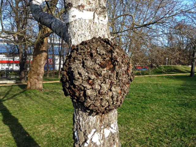 Nádor na bříze bělokoré (Betula pendula Roth) (6b)