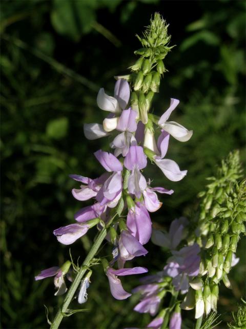 Jestřabina lékařská (Galega officinalis L.)