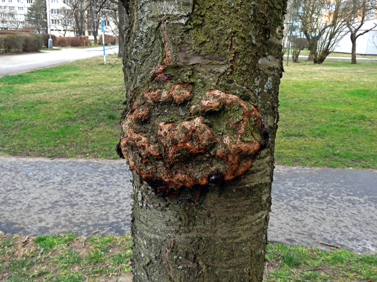 Sakura ozdobná (Prunus serrulata Lindl) (50) s nádorem na kmeni