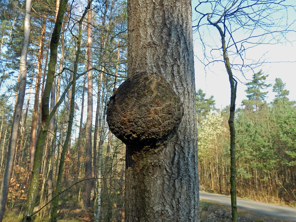 Topol osika (Populus tremula L.) s nádorem na kmeni (8a)