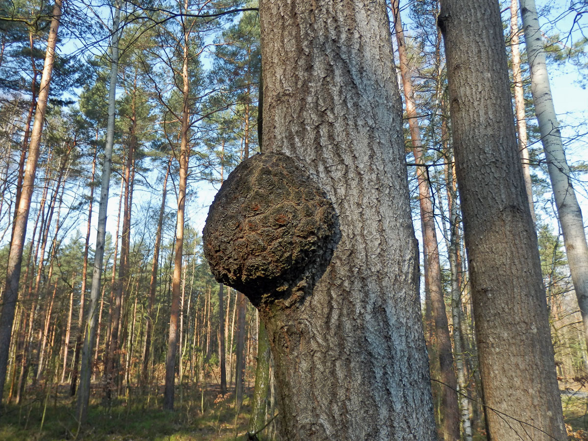 Topol osika (Populus tremula L.) s nádorem na kmeni (8b)