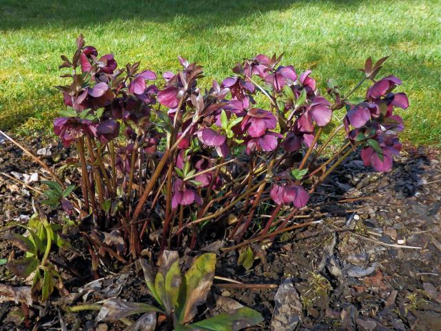 Čemeřice nachová (Helleborus purpurascens W. et K.)