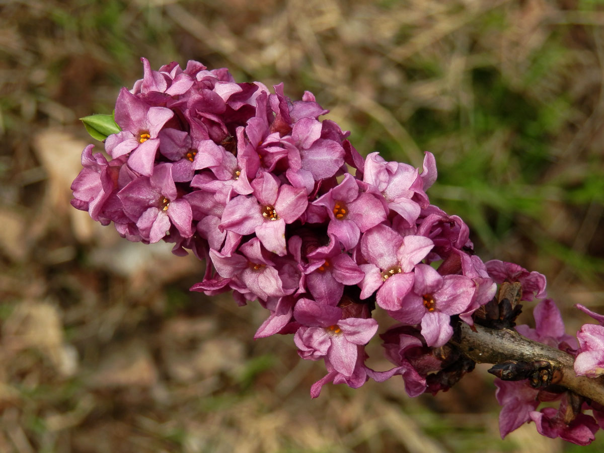 Lýkovec jedovatý (Daphne mezereum L.)