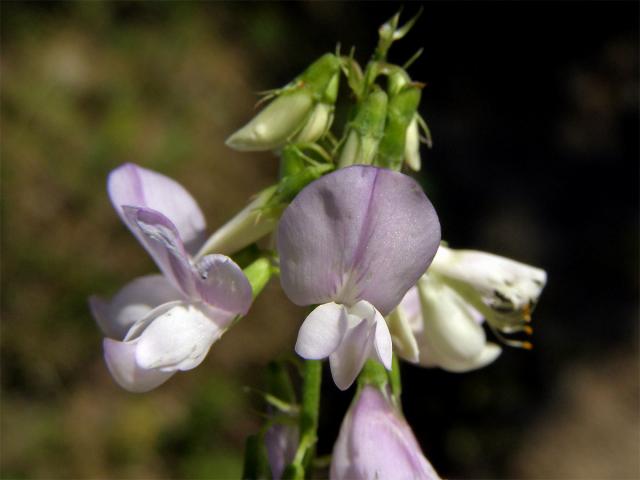 Jestřabina lékařská (Galega officinalis L.)