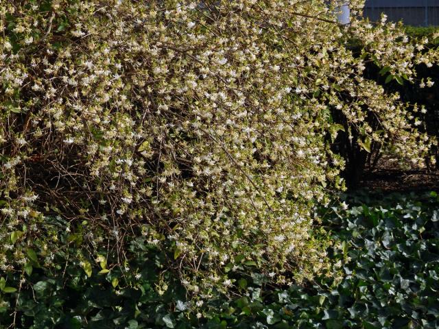 Zimolez Purpusův (Lonicera x purpusii Rehd.)