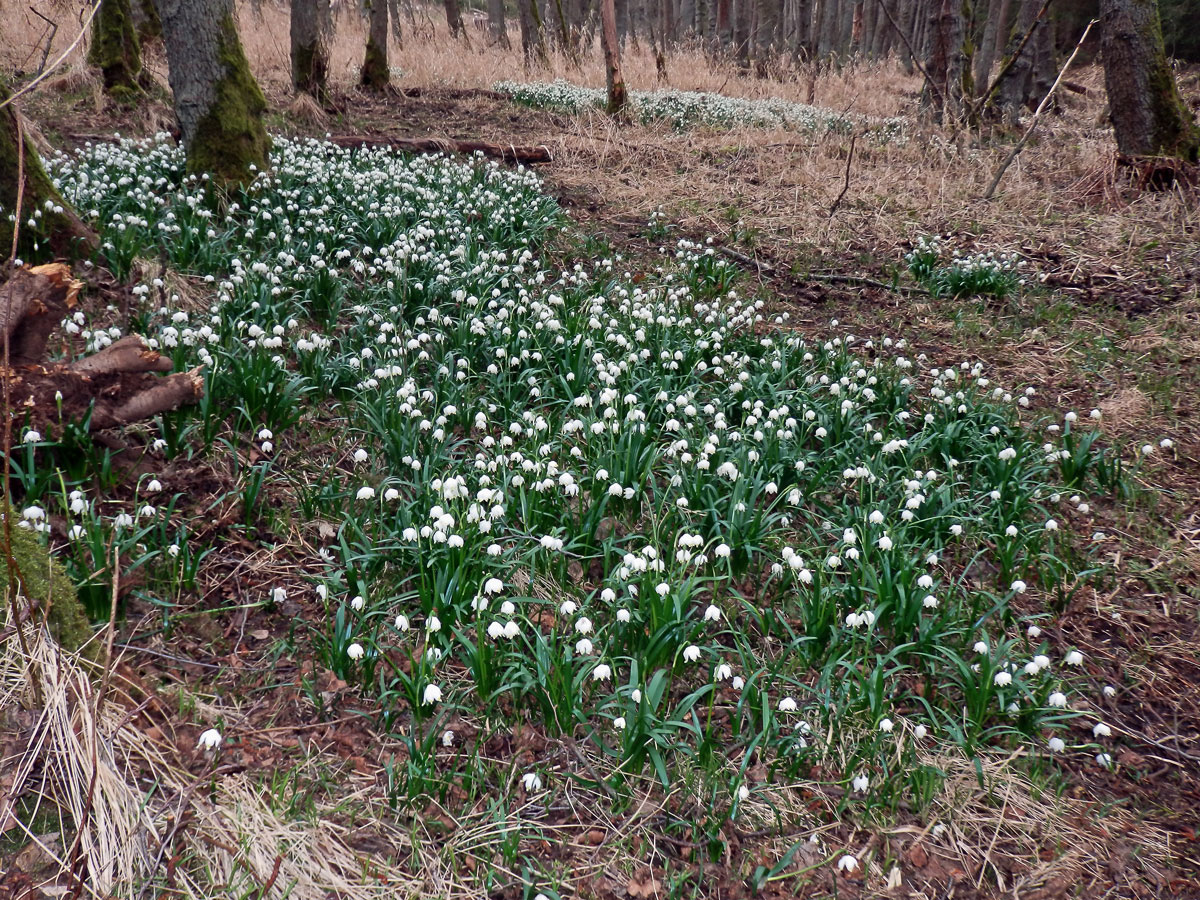 Bledule jarní (Leucojum vernum L.)