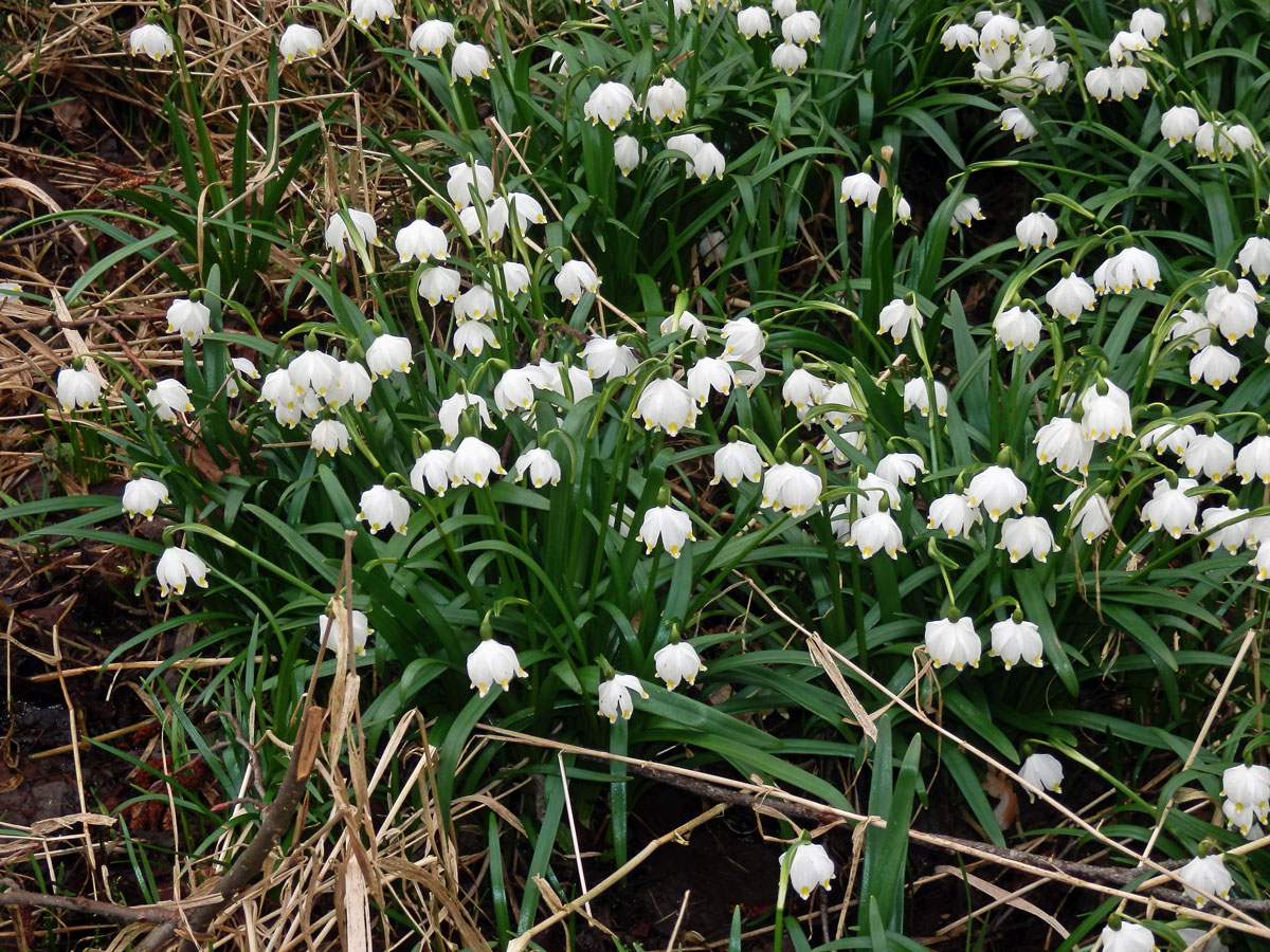 Bledule jarní (Leucojum vernum L.)