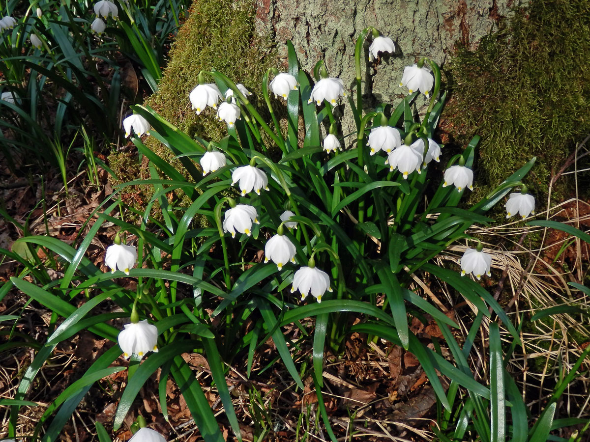 Bledule jarní (Leucojum vernum L.)