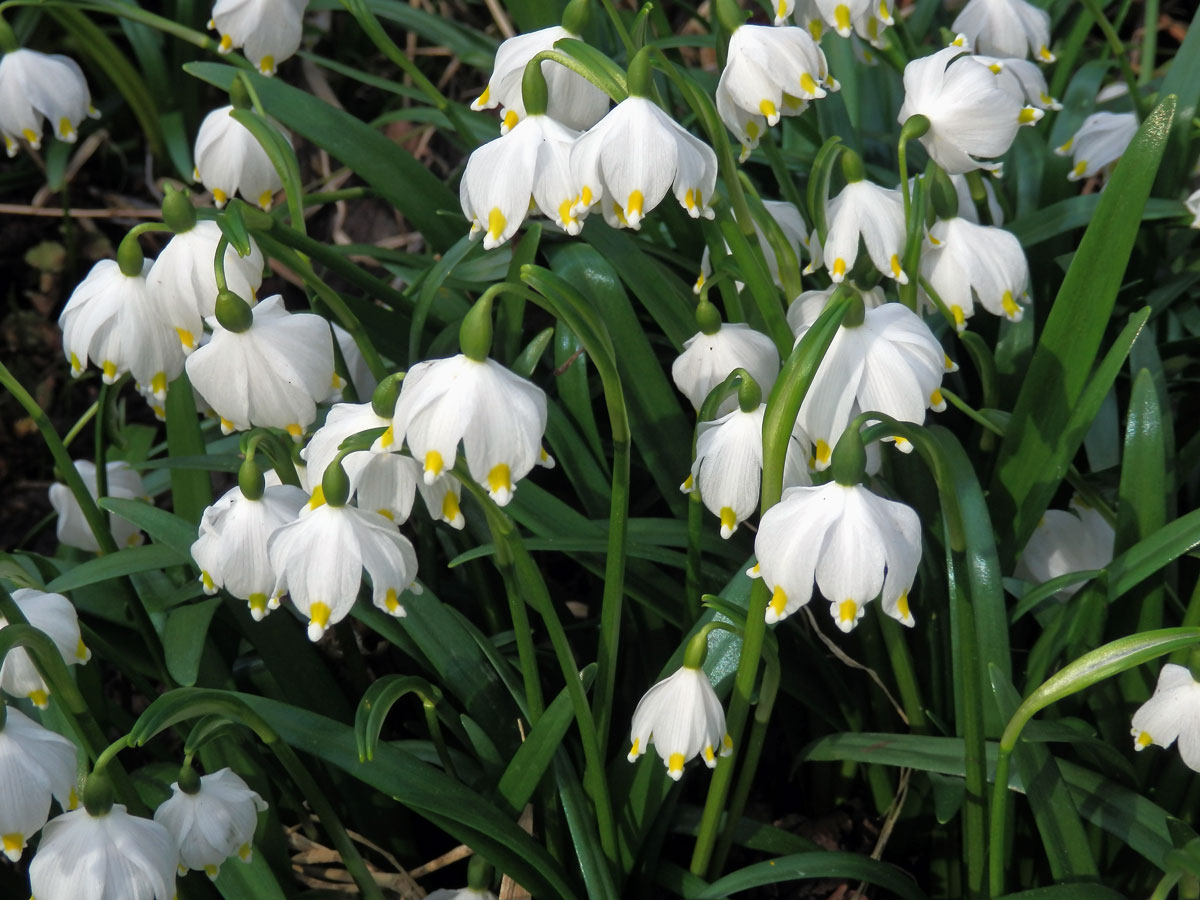 Bledule jarní (Leucojum vernum L.)