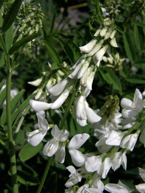 Jestřabina lékařská (Galega officinalis L.)