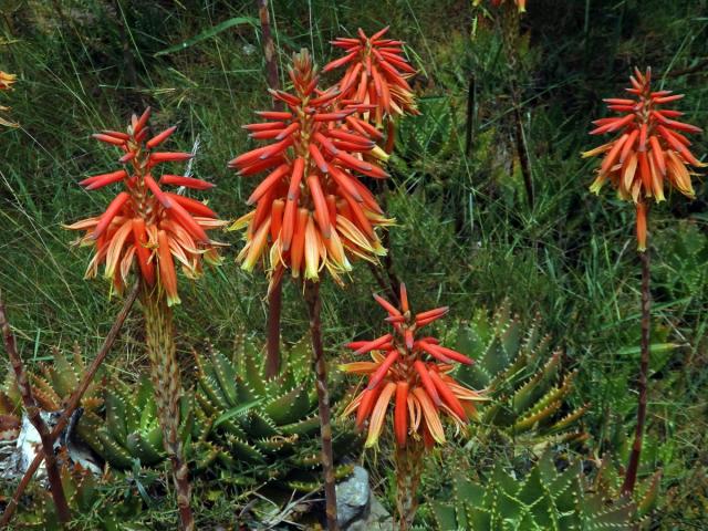 Aloe (Aloe perfoliata L.)