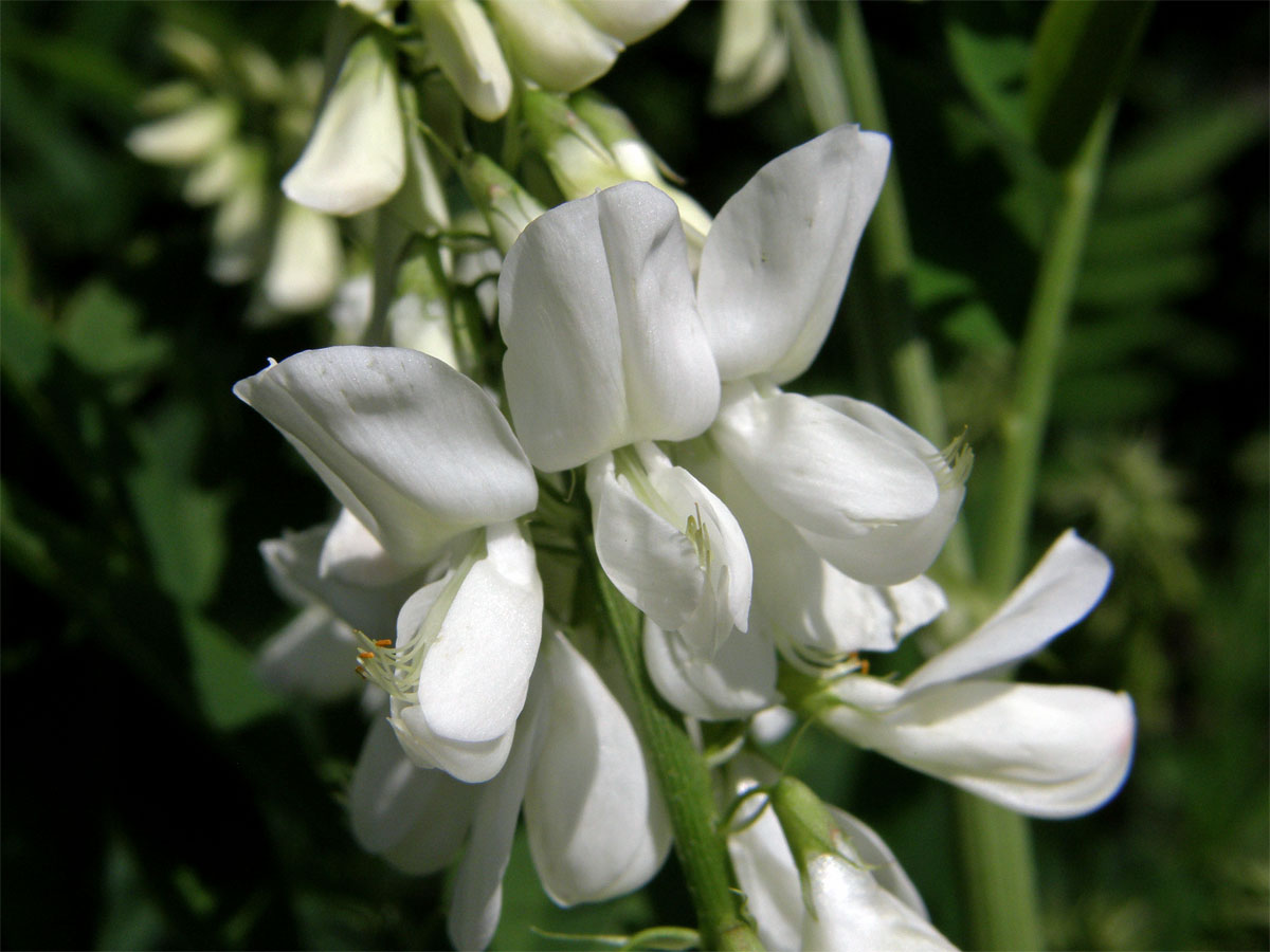 Jestřabina lékařská (Galega officinalis L.)