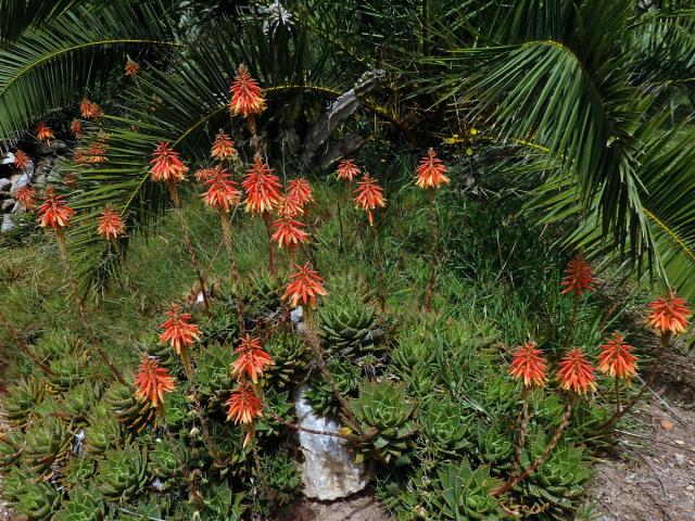 Aloe (Aloe perfoliata L.)