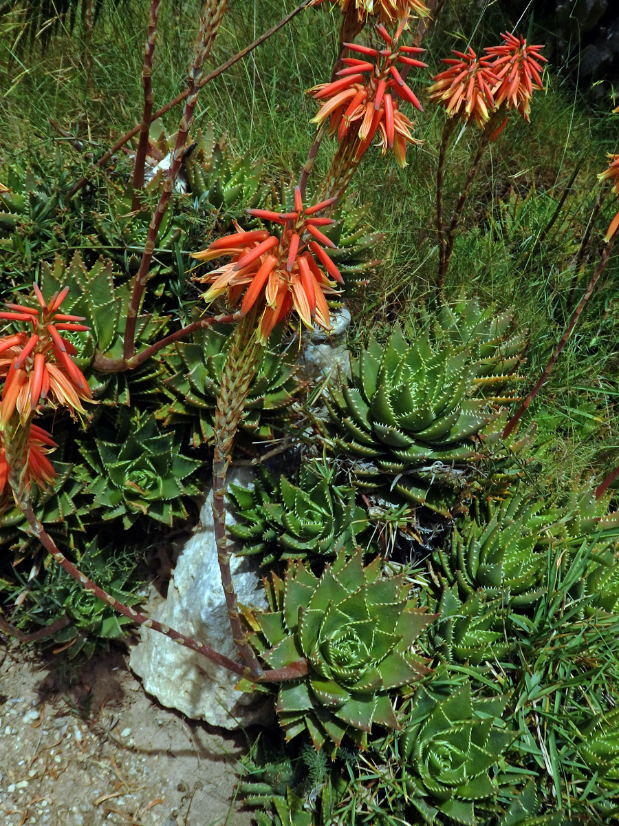 Aloe (Aloe perfoliata L.)