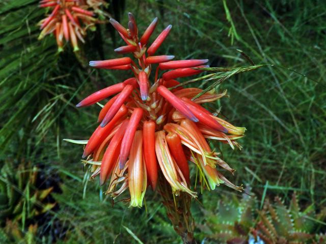 Aloe (Aloe perfoliata L.)