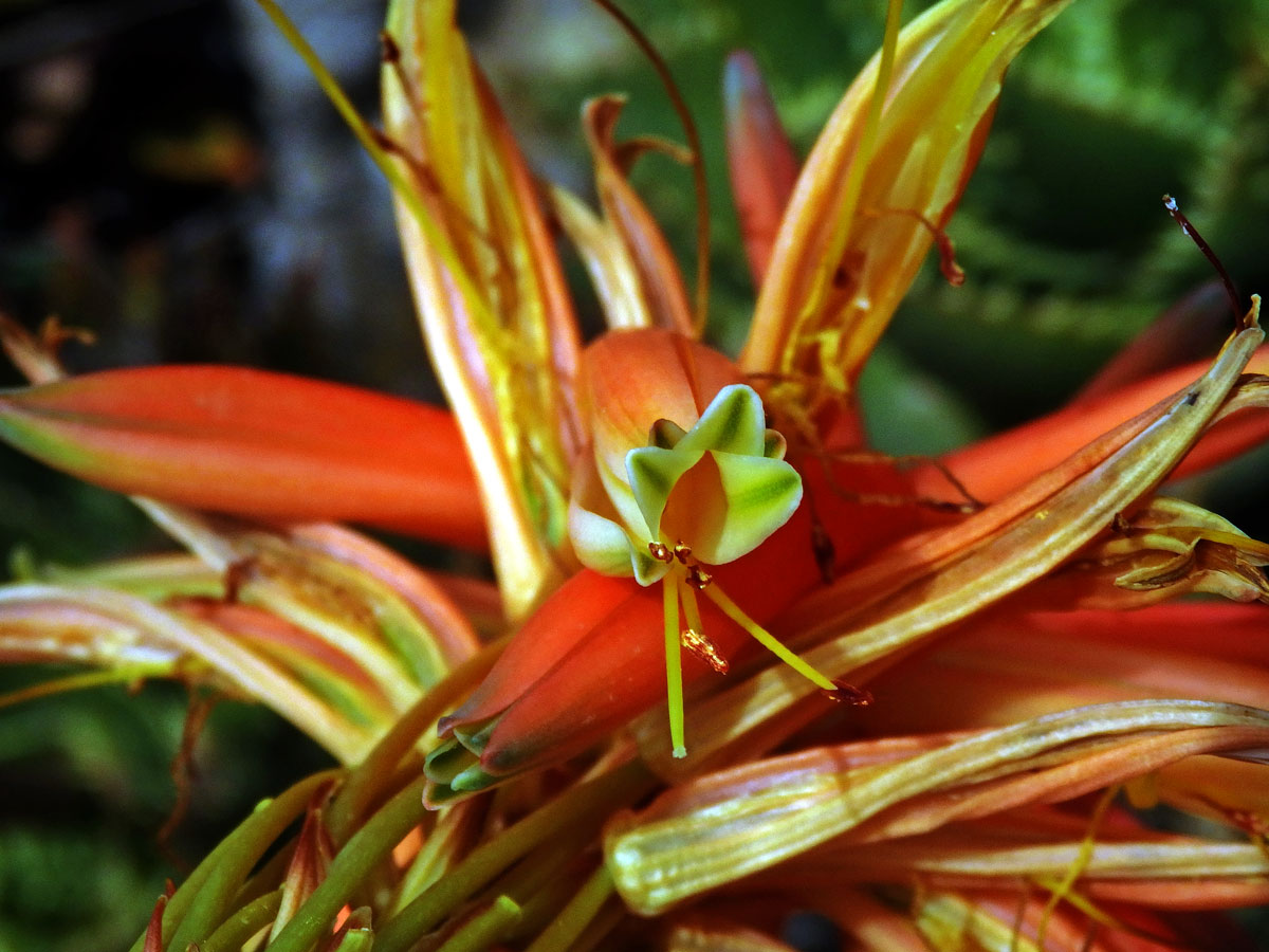 Aloe (Aloe perfoliata L.)