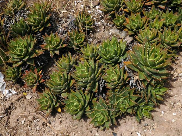 Aloe (Aloe perfoliata L.)