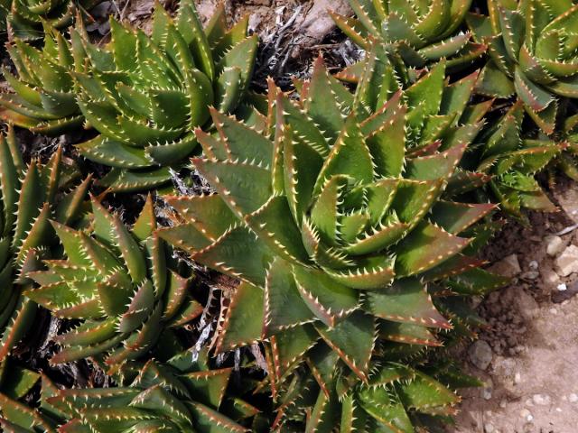 Aloe (Aloe perfoliata L.)